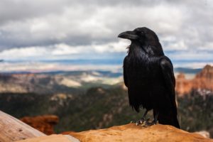 raven-pexels-photo-28244